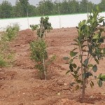 Terra Bloom Farm Lands – Low Budget Farmlands Near Gudur